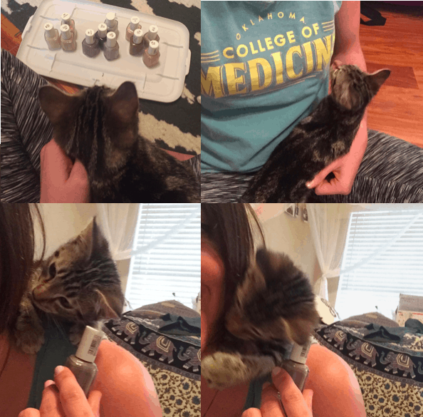 Kitten making painting nails difficult