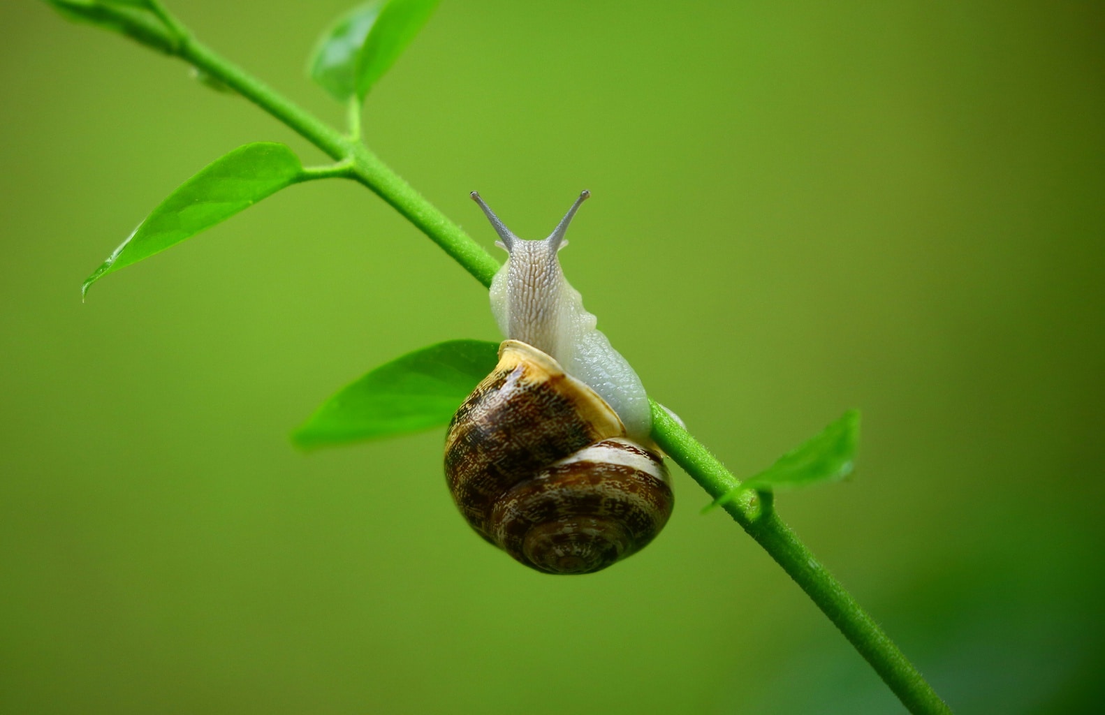 snail on a leaf