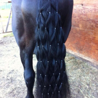 Easy Hairstyles For Horses