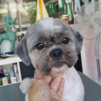 Shih Tzu Hairstyles Short