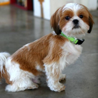 Shih Tzu Hairstyles Puppy Cut