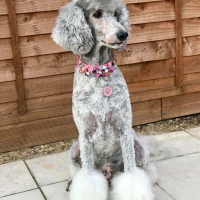 Standard Poodle Cut Hairstyle