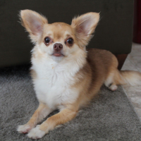 Long Haired Chihuahua Hairstyles